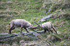 Alpine ibexes