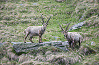 Alpine ibexes