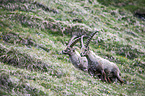 Alpine ibexes