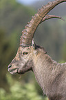 Alpine ibex portrait
