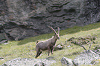 standing alpine ibex