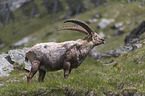 standing alpine ibex