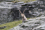 alpine ibex