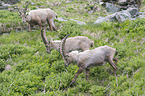 alpine ibex