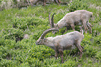 alpine ibexes