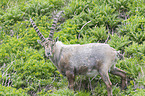 standing alpine ibex