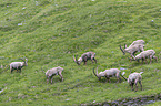 alpine ibexes