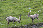 alpine ibexes