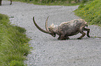 alpine ibex lies down