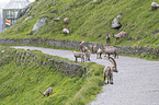 alpine ibexes