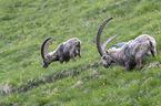 alpine ibexes