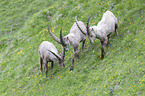 alpine ibex