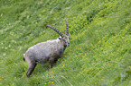 standing alpine ibex