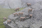 alpine ibex