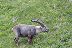 standing alpine ibex