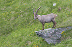 standing alpine ibex