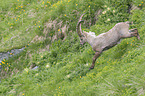 running alpine ibex