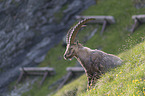 standing alpine ibex
