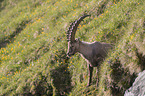 standing alpine ibex