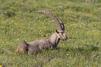 lying alpine ibex