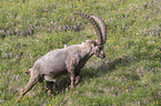 walking alpine ibex