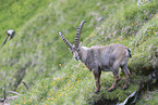 standing alpine ibex