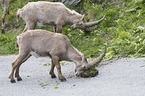 alpine ibexes
