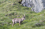 standing alpine ibex