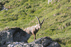 standing alpine ibex