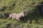 running alpine ibex