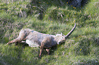 lying alpine ibex
