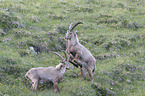 fighting alpine ibexes