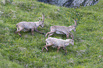 alpine ibexes