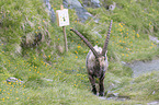 walking alpine ibex