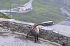 standing alpine ibex