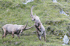 fighting alpine ibexes