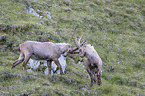 fighting alpine ibexes