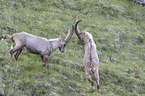 fighting alpine ibexes