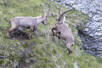 fighting alpine ibexes