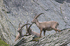alpine ibex