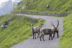 alpine ibex