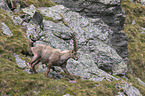 walking alpine ibex