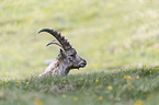 alpine ibex