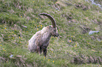 standing alpine ibex