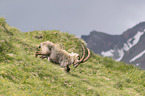 walking alpine ibex