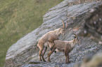 pairing alpine ibexes