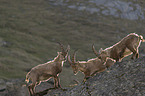 alpine ibexes