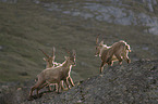 alpine ibexes