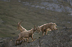 alpine ibexes