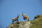 fighting alpine ibexes